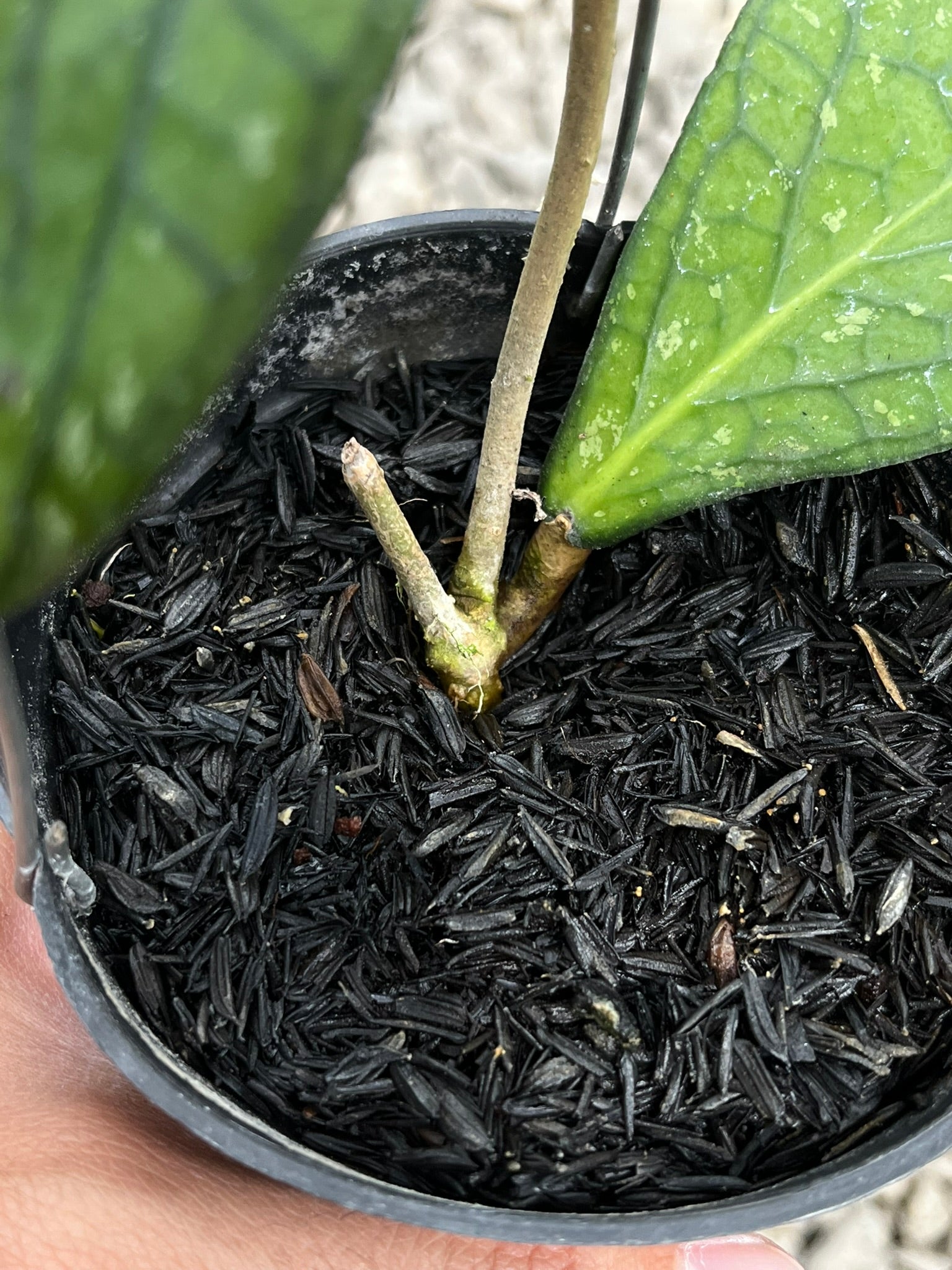 Hoya Tanggamush Splash