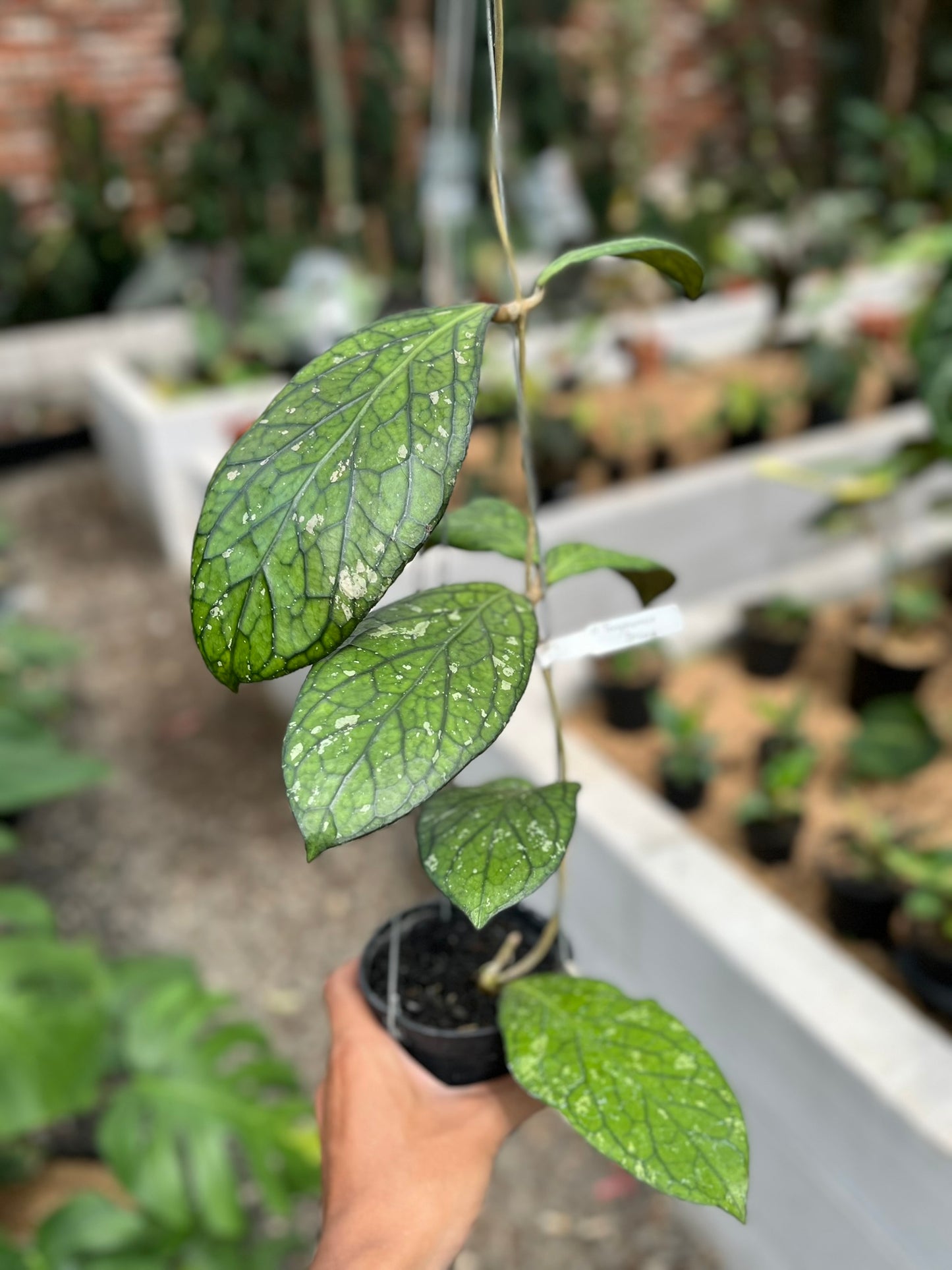 Hoya Tanggamush Splash