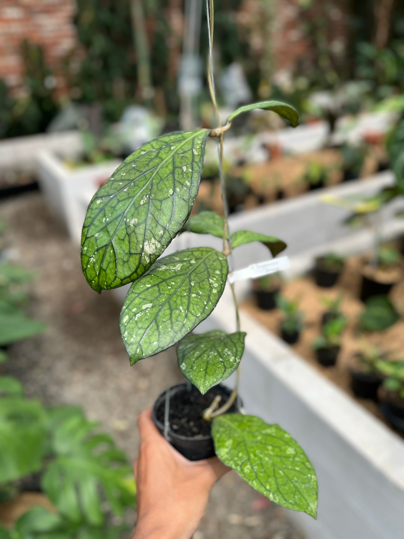 Hoya Tanggamush Splash