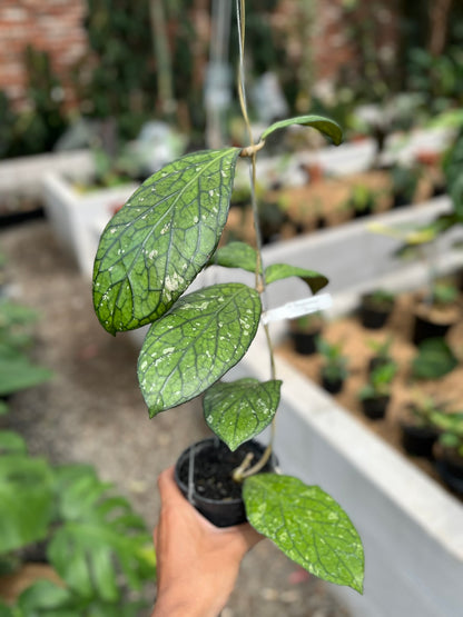 Hoya Tanggamush Splash