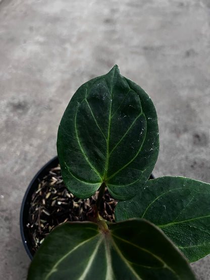 Anthurium King Of Spades (medium)