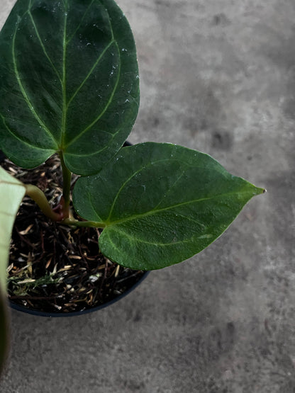 Anthurium King Of Spades (medium)