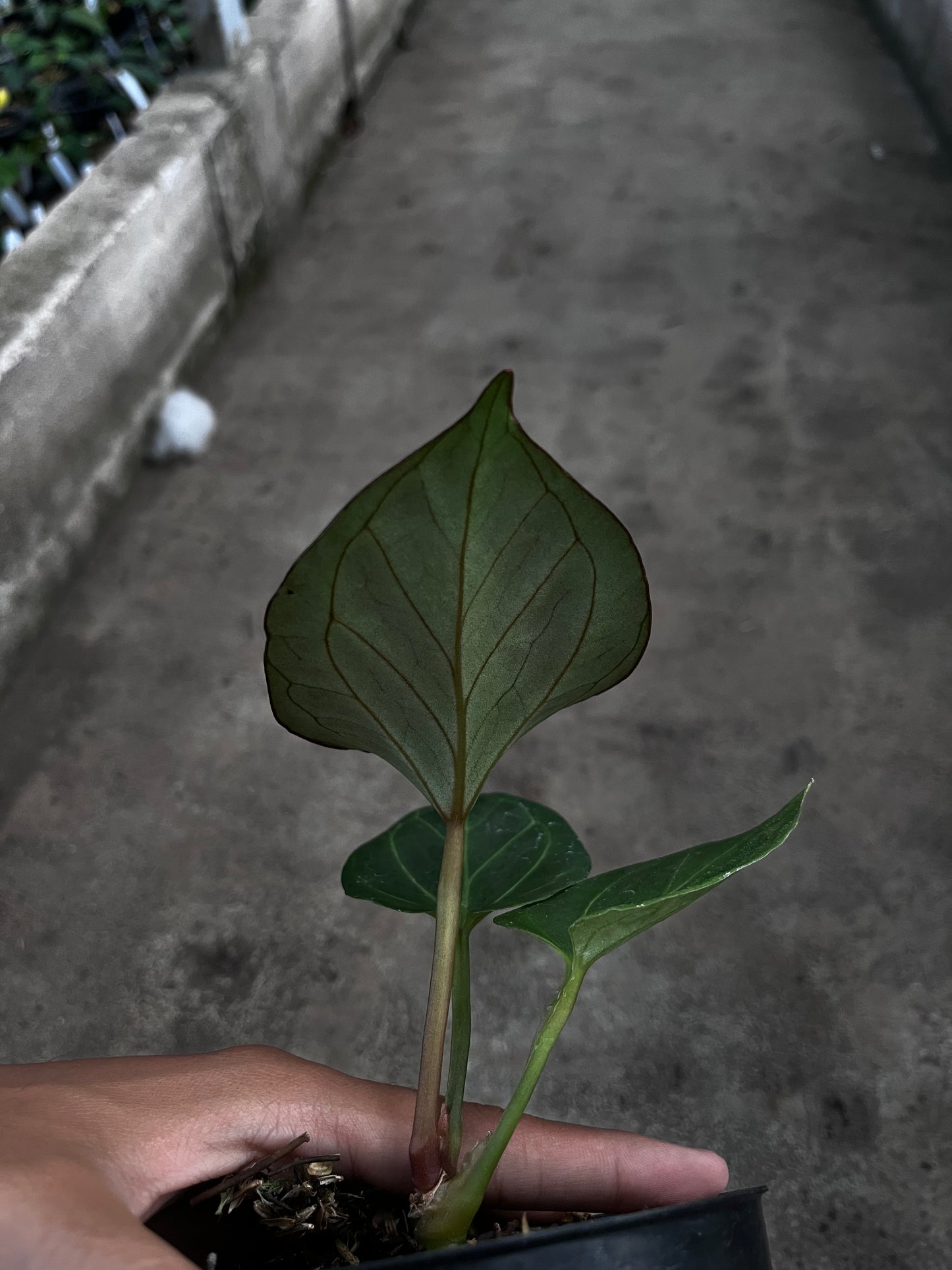 Anthurium King Of Spades (medium)