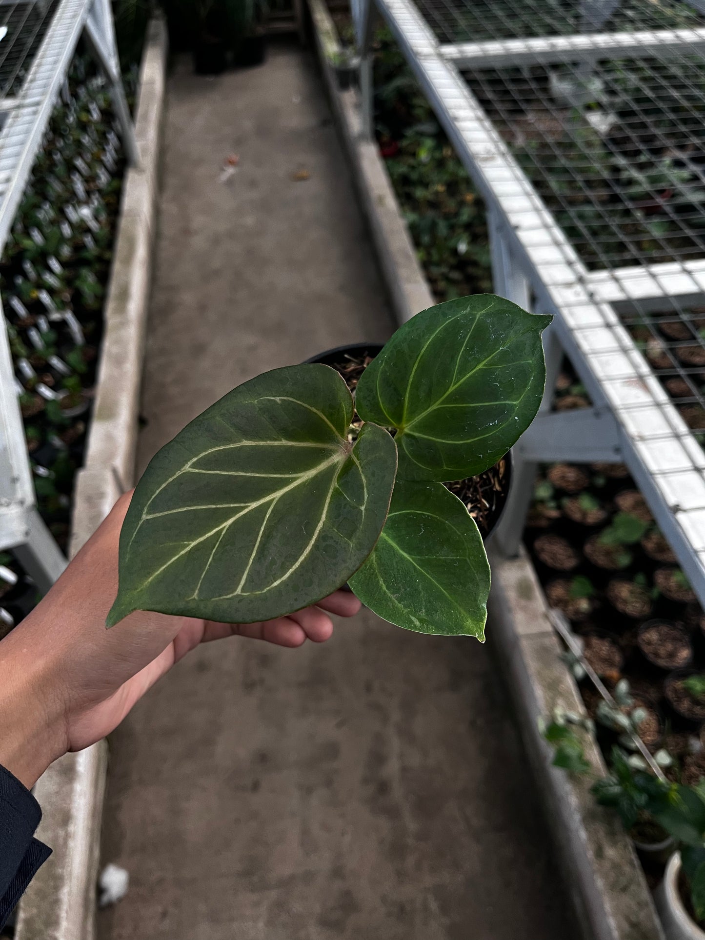 Anthurium King Of Spades (medium)