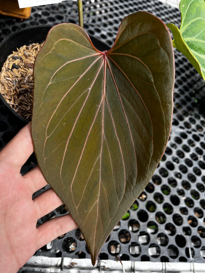 Anthurium King Of Spades Butterfly