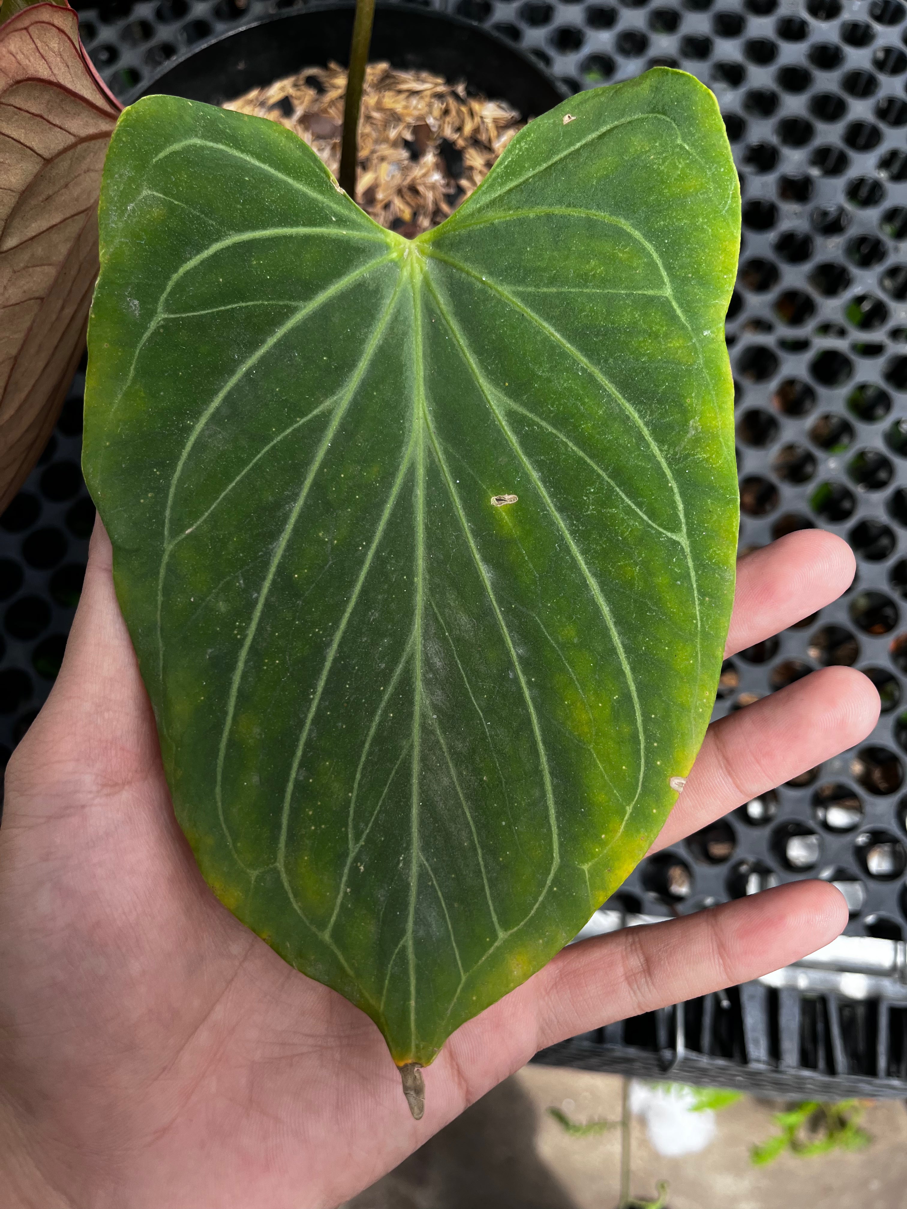 Anthurium King Of Spades Butterfly