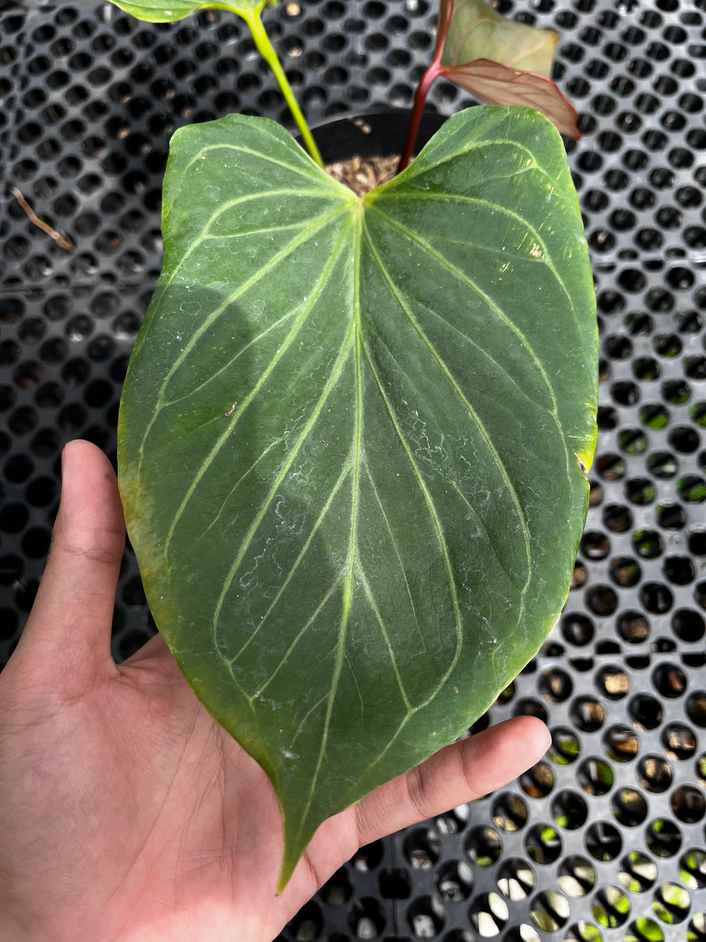 Anthurium King Of Spades Butterfly