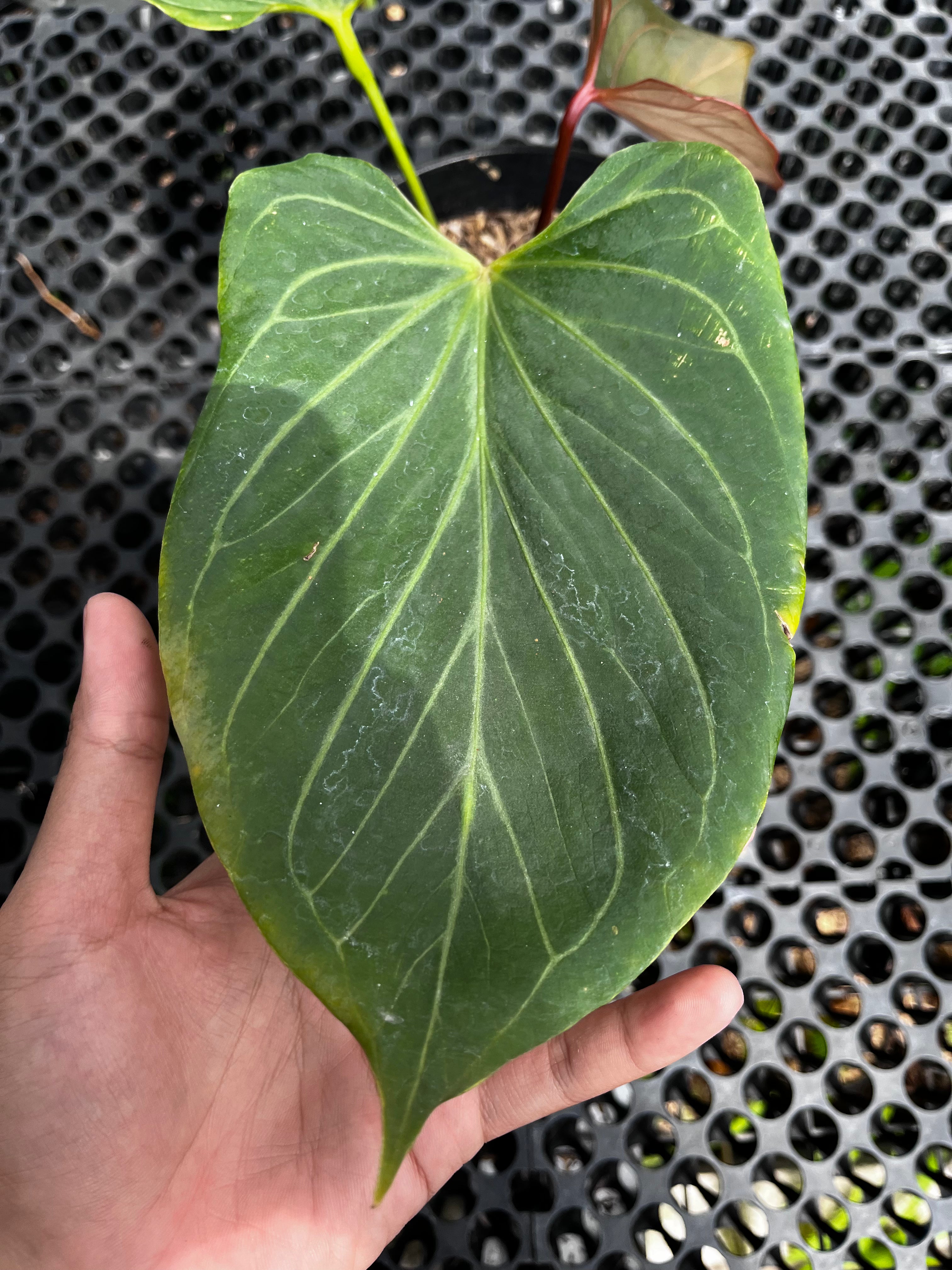 Anthurium King Of Spades Butterfly