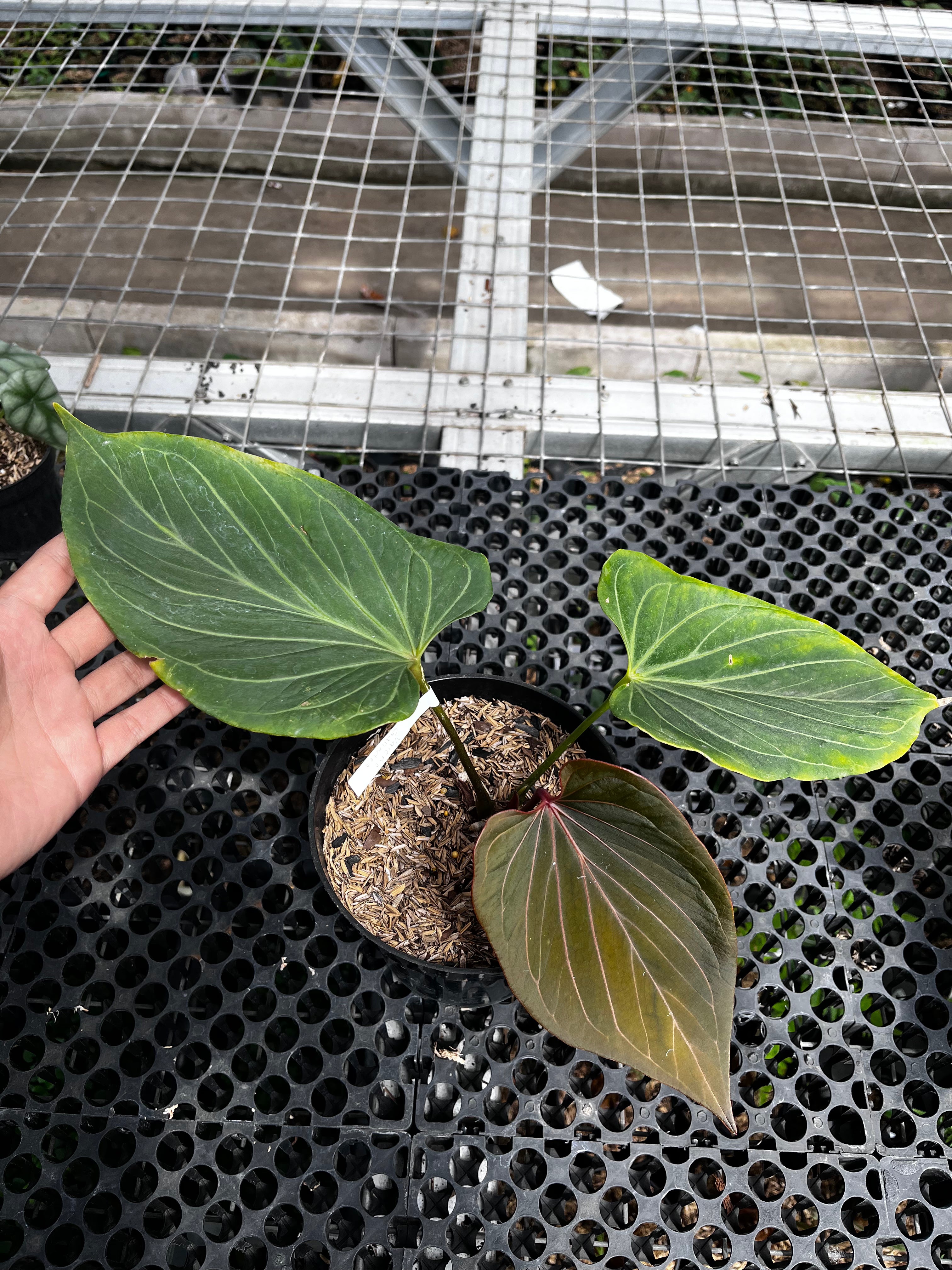 Anthurium King Of Spades Butterfly
