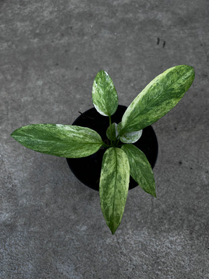 Anthurium Vittarifolium Variegated