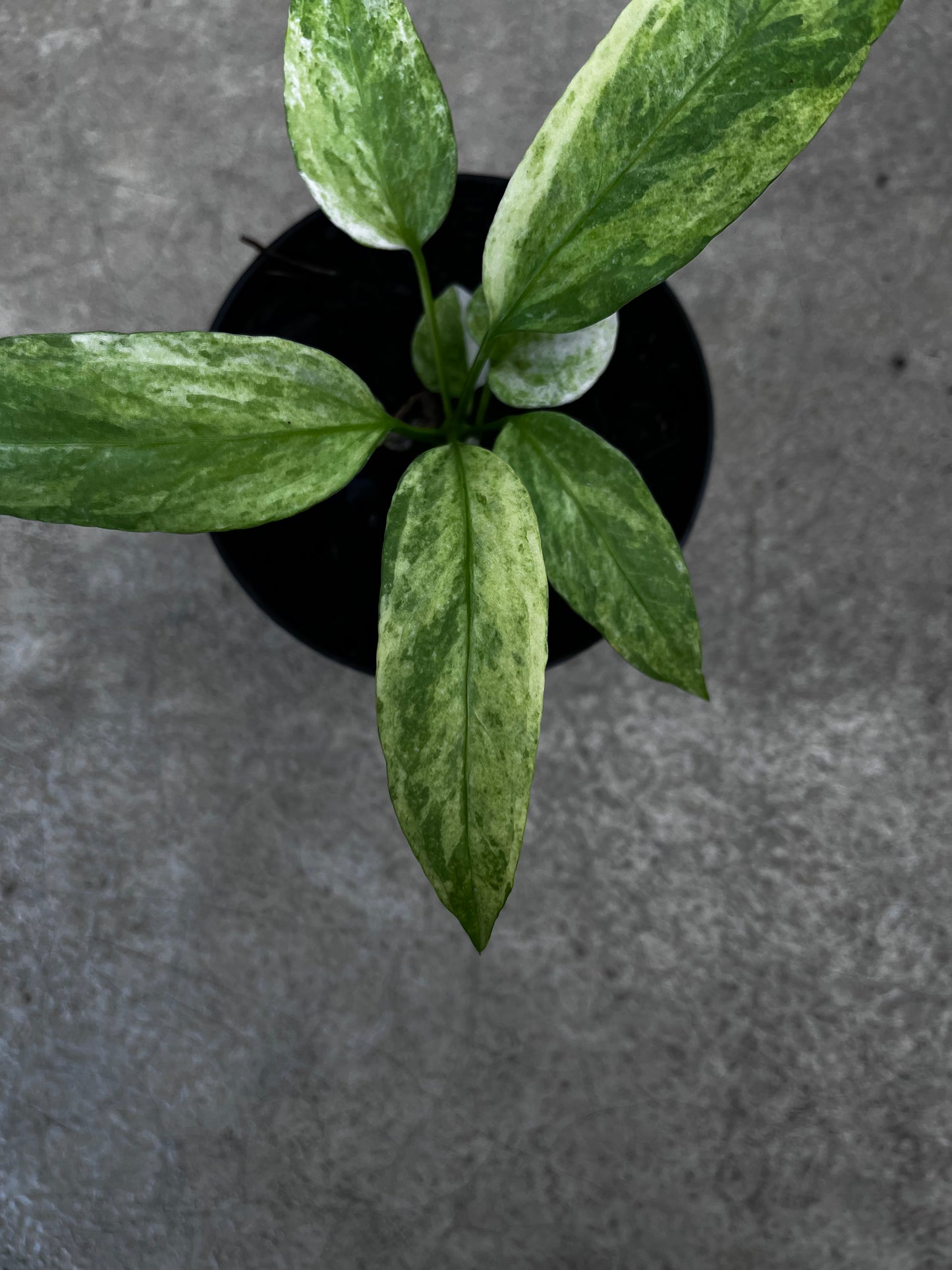 Anthurium Vittarifolium Variegated
