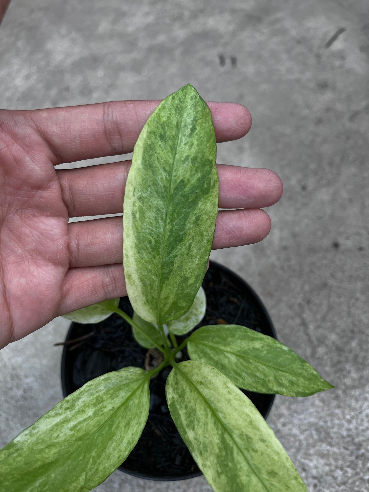 Anthurium Vittarifolium Variegated