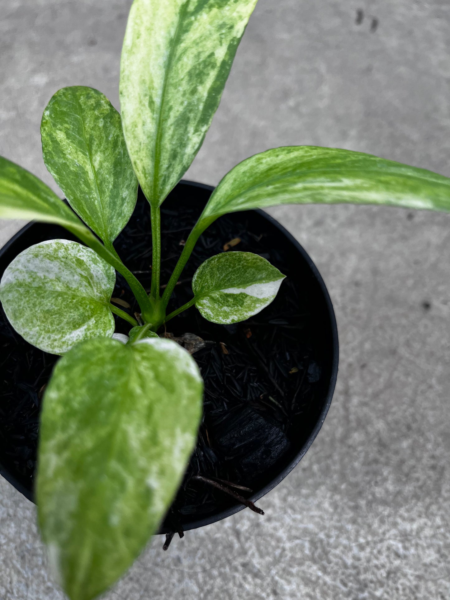 Anthurium Vittarifolium Variegated