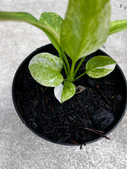 Anthurium Vittarifolium Variegated