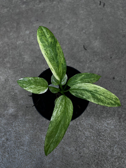 Anthurium Vittarifolium Variegated
