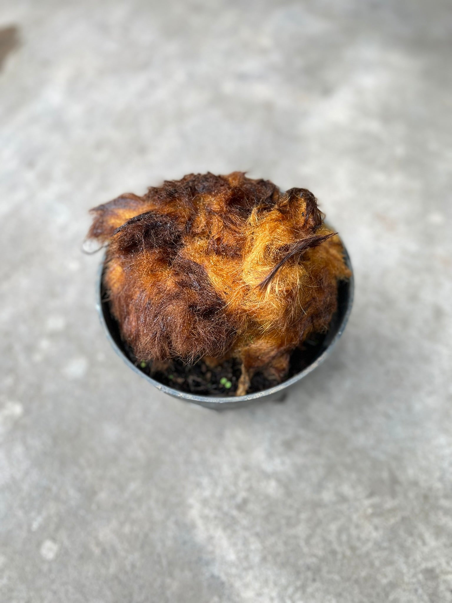 Chicken Pern