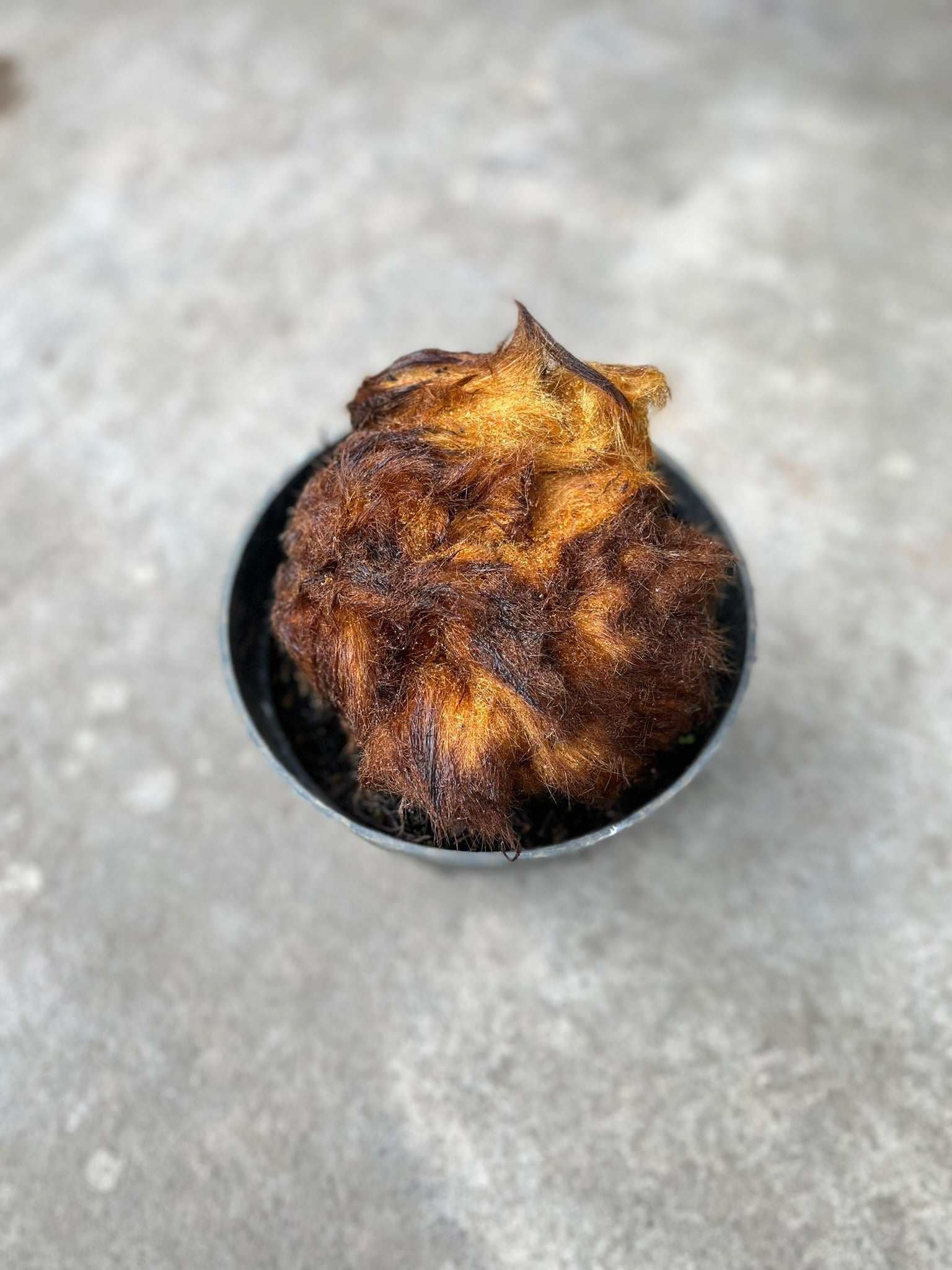 Chicken Pern