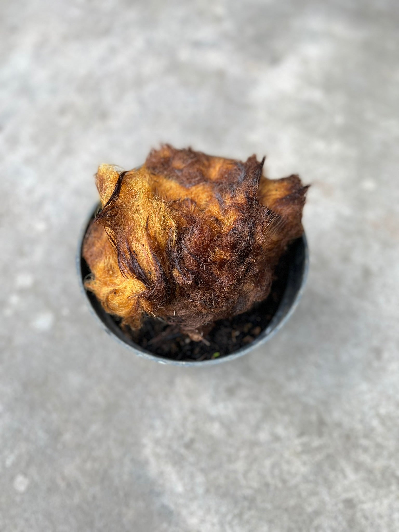 Chicken Pern