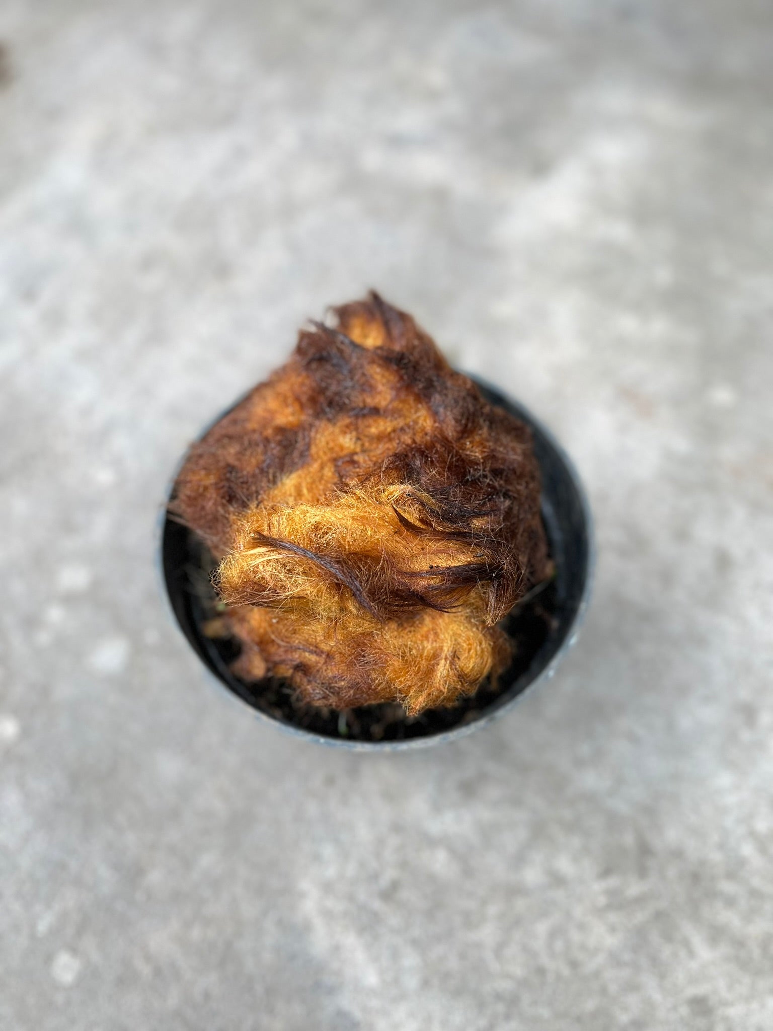 Chicken Pern
