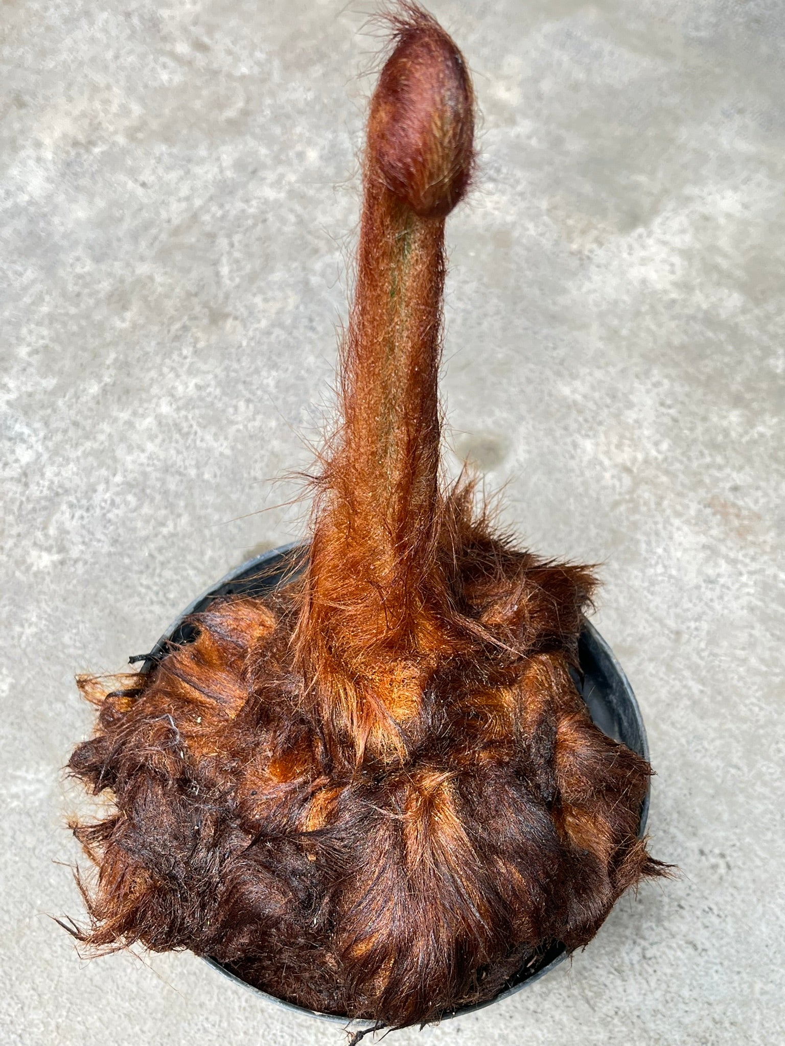 Chicken Pern