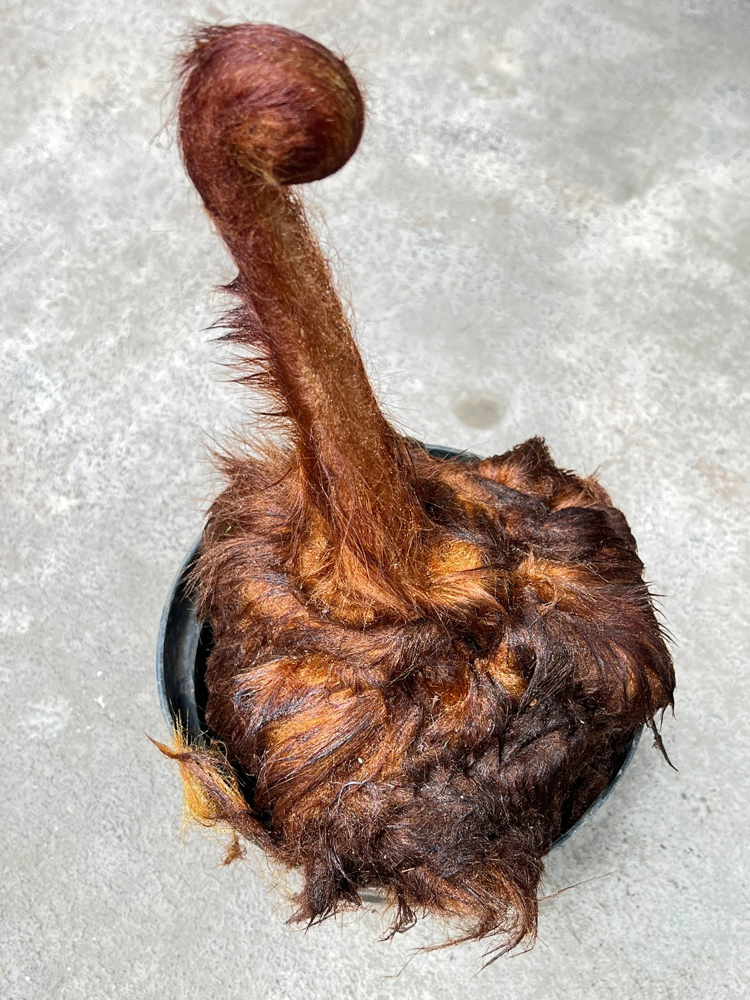 Chicken Pern