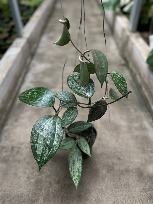 Hoya Latifolia Snow Queen