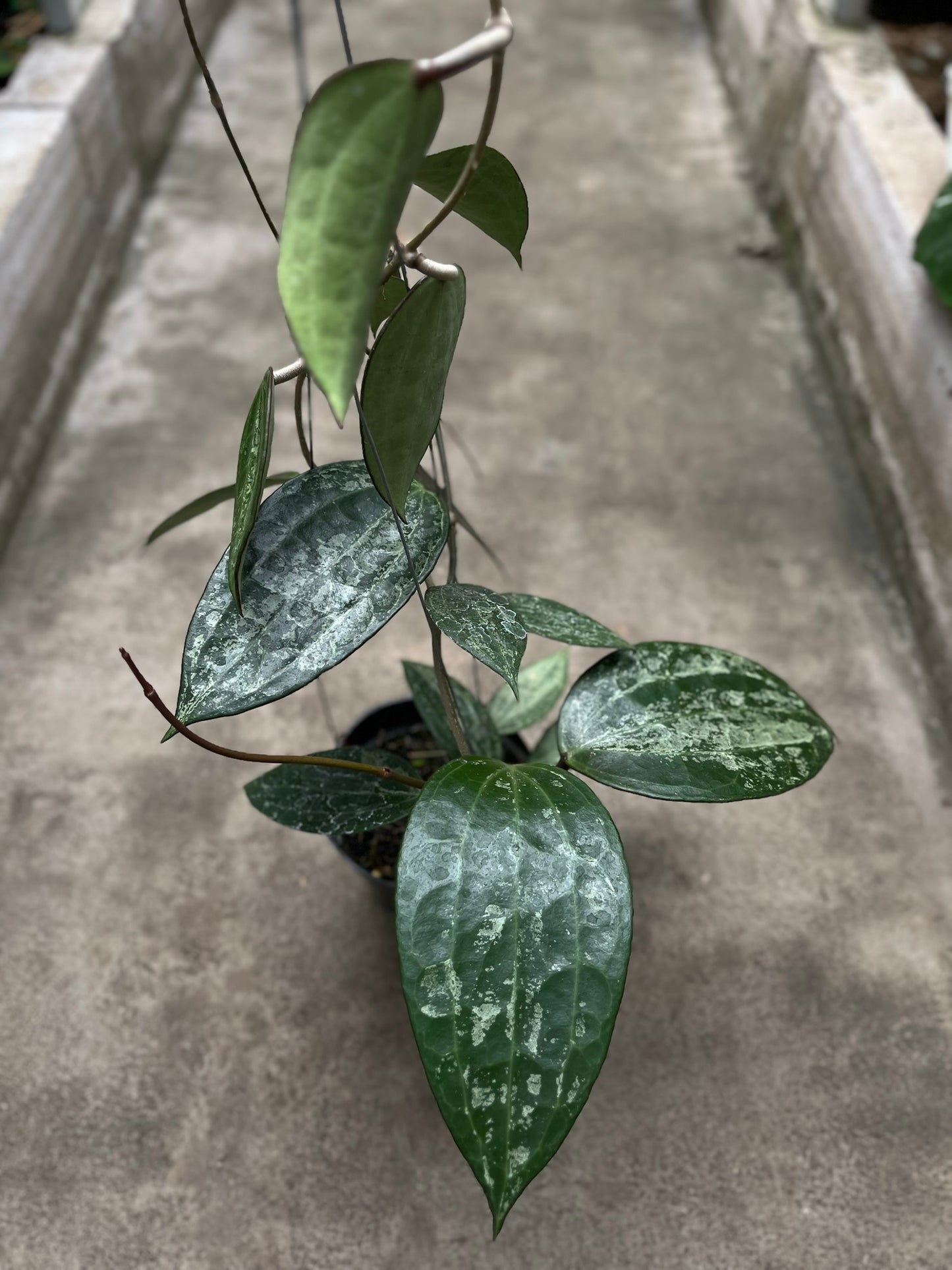 Hoya Latifolia Snow Queen