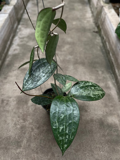 Hoya Latifolia Snow Queen