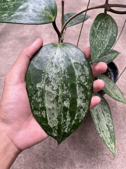 Hoya Latifolia Snow Queen