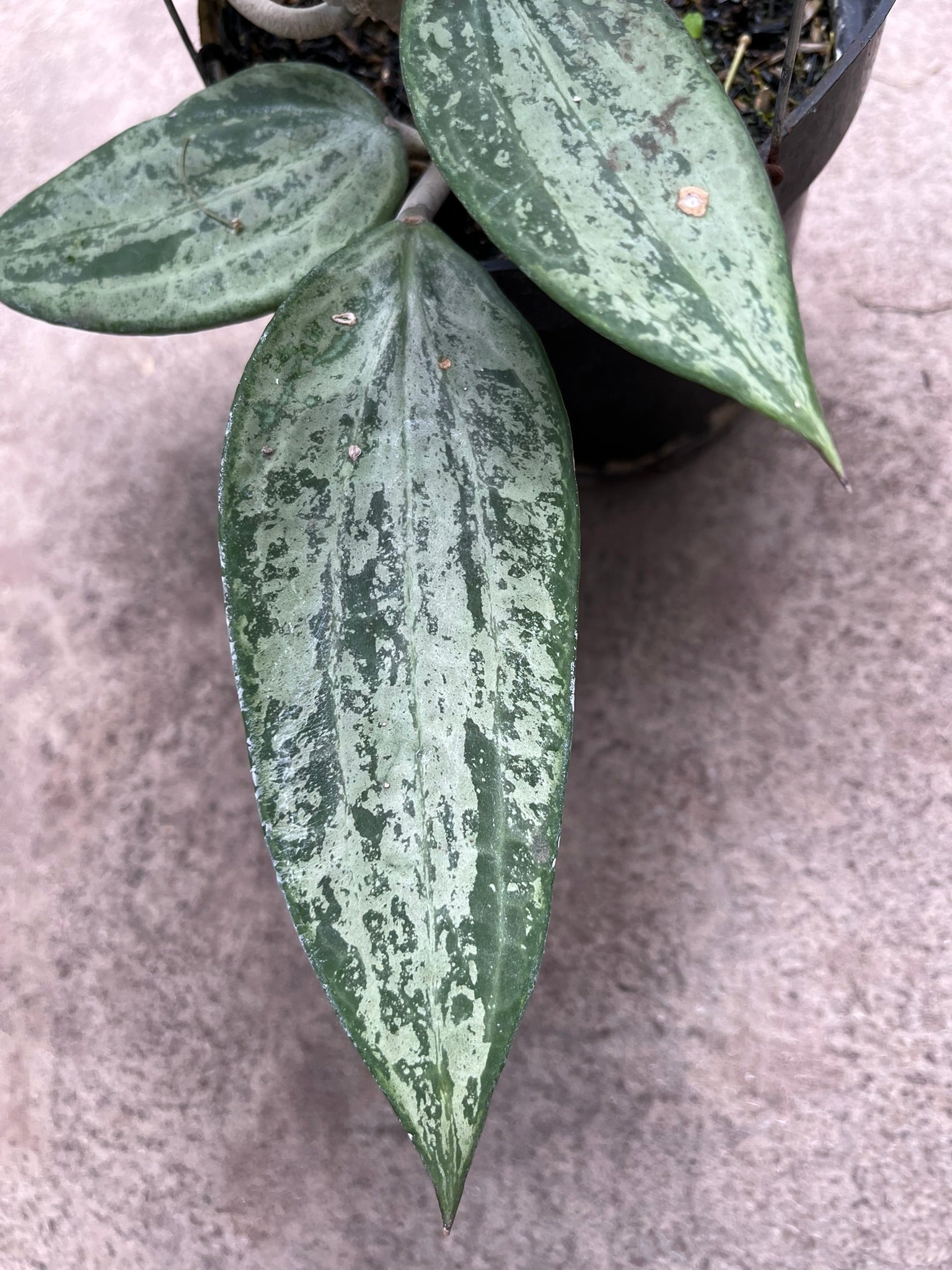 ART GARDEN FLOWERS Hoya Latifolia Snow Queen – Rare Variegated