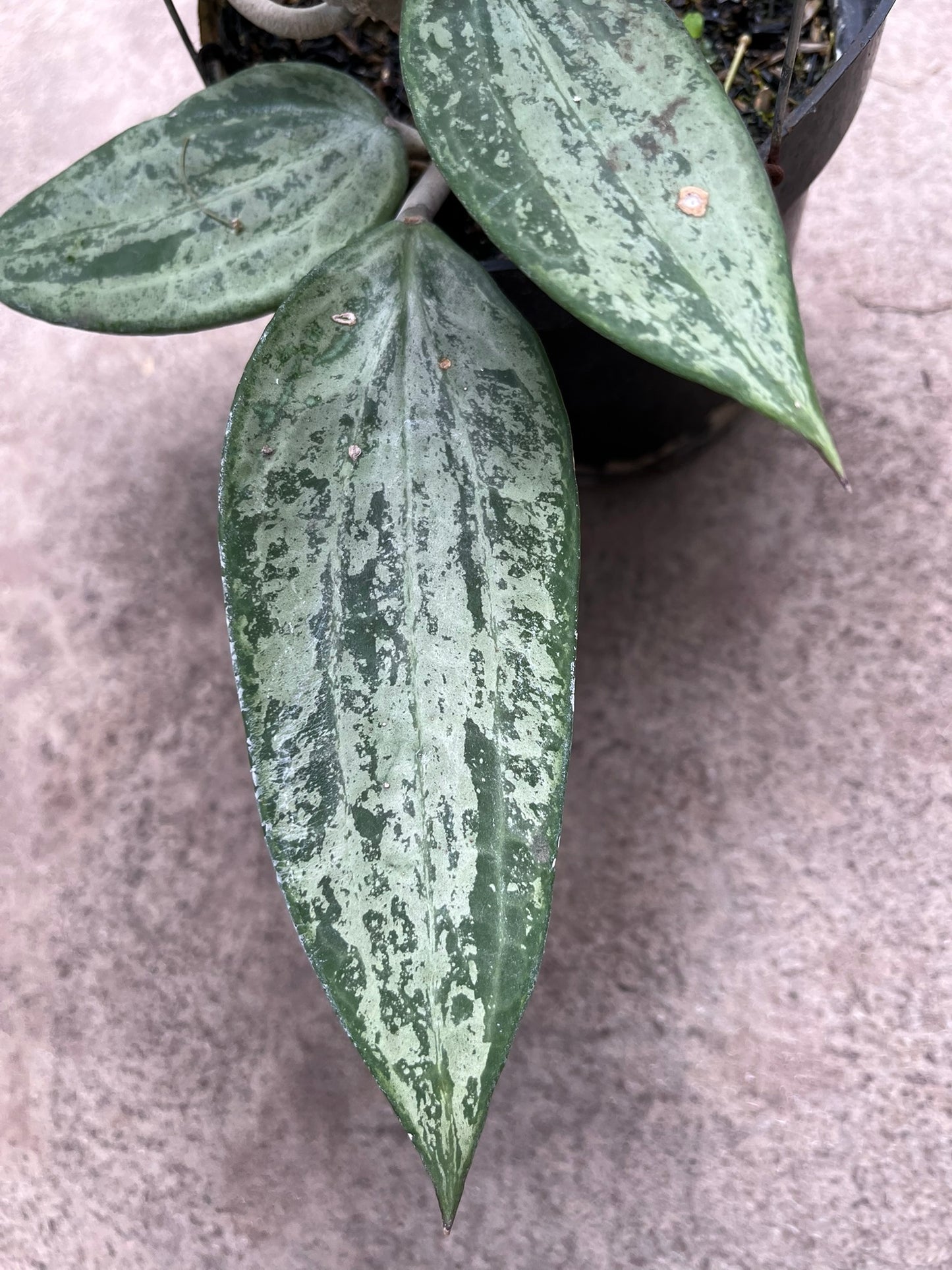 Hoya Latifolia Snow Queen
