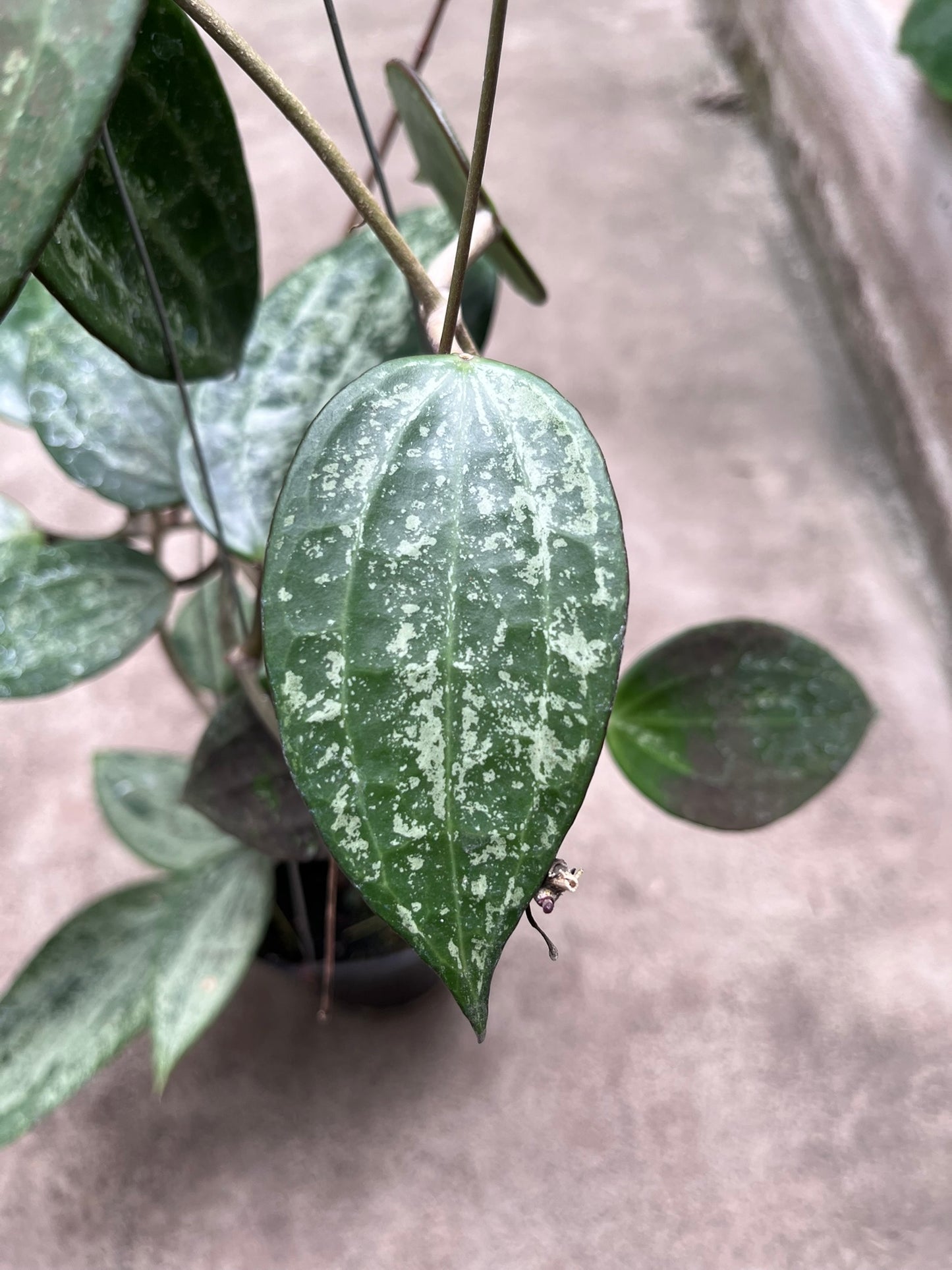 Hoya Latifolia Snow Queen