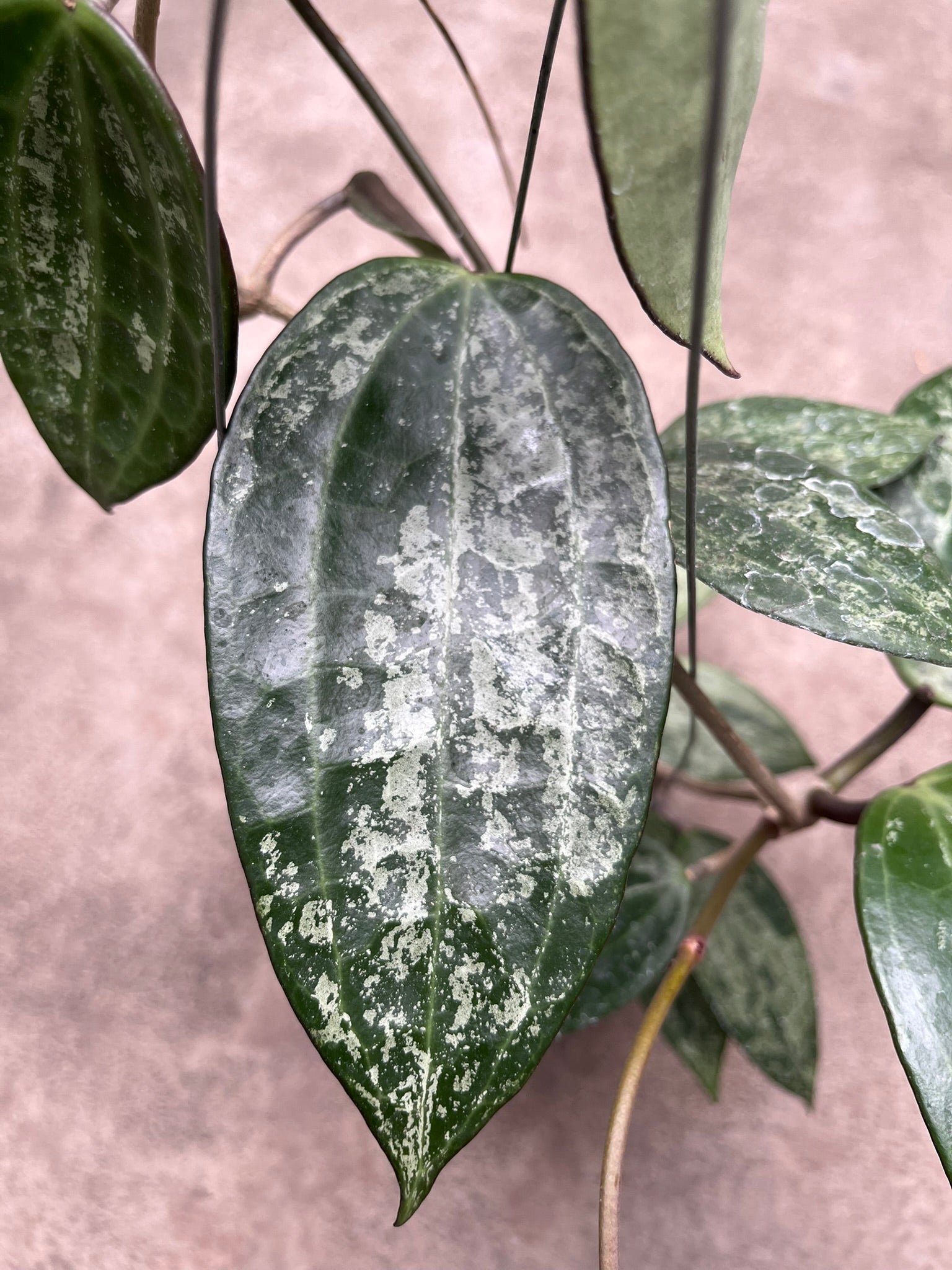 ART GARDEN FLOWERS Hoya Latifolia Snow Queen – Rare Variegated