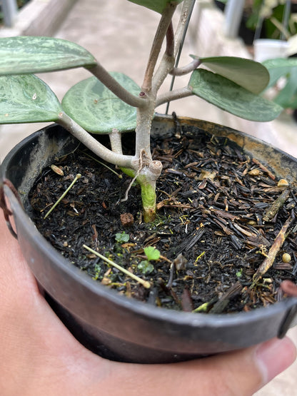 Hoya Latifolia Snow Queen