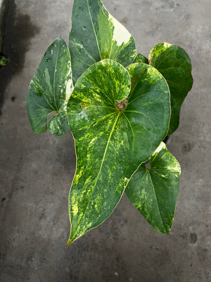 Anthurium Brownii Variegated Large