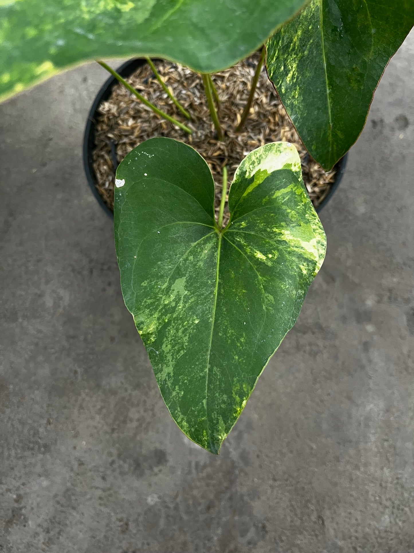 Anthurium Brownii Variegated Large
