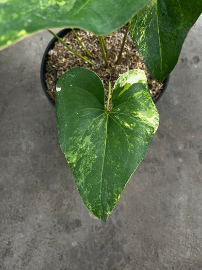 Anthurium Brownii Variegated Large