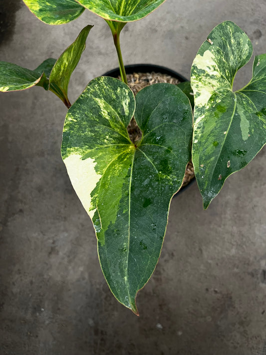 Anthurium Brownii Variegated Large