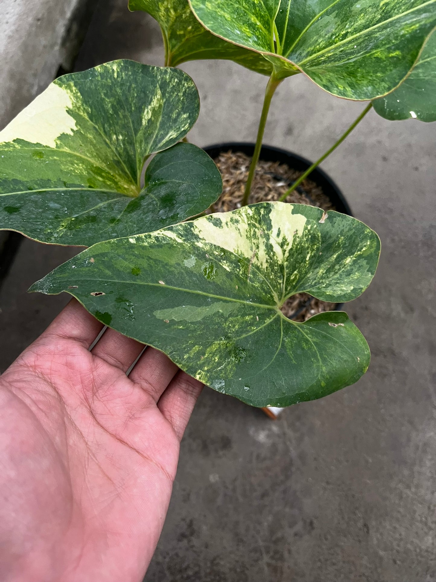Anthurium Brownii Variegated Large