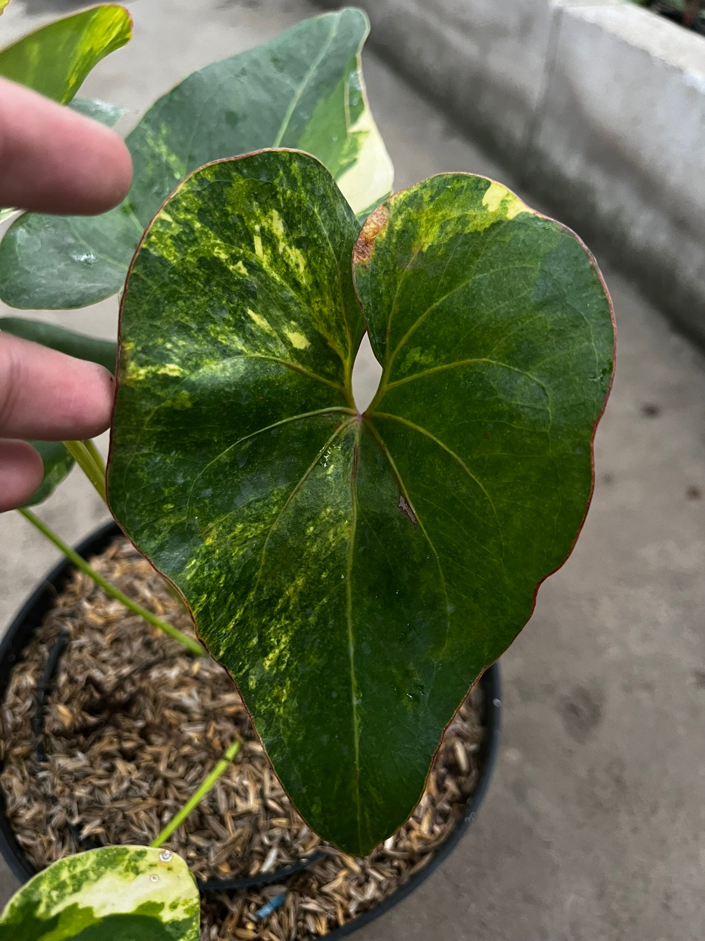 Anthurium Brownii Variegated Large