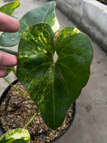 Anthurium Brownii Variegated Large