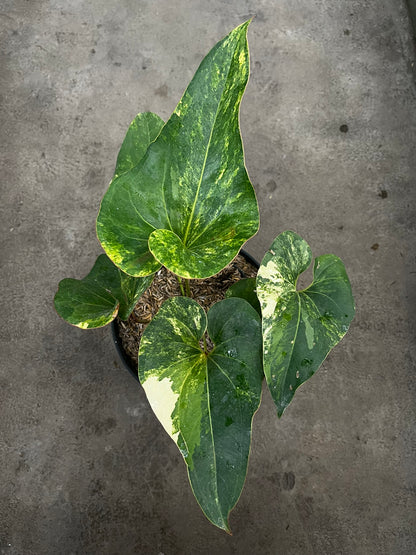 Anthurium Brownii Variegated Large