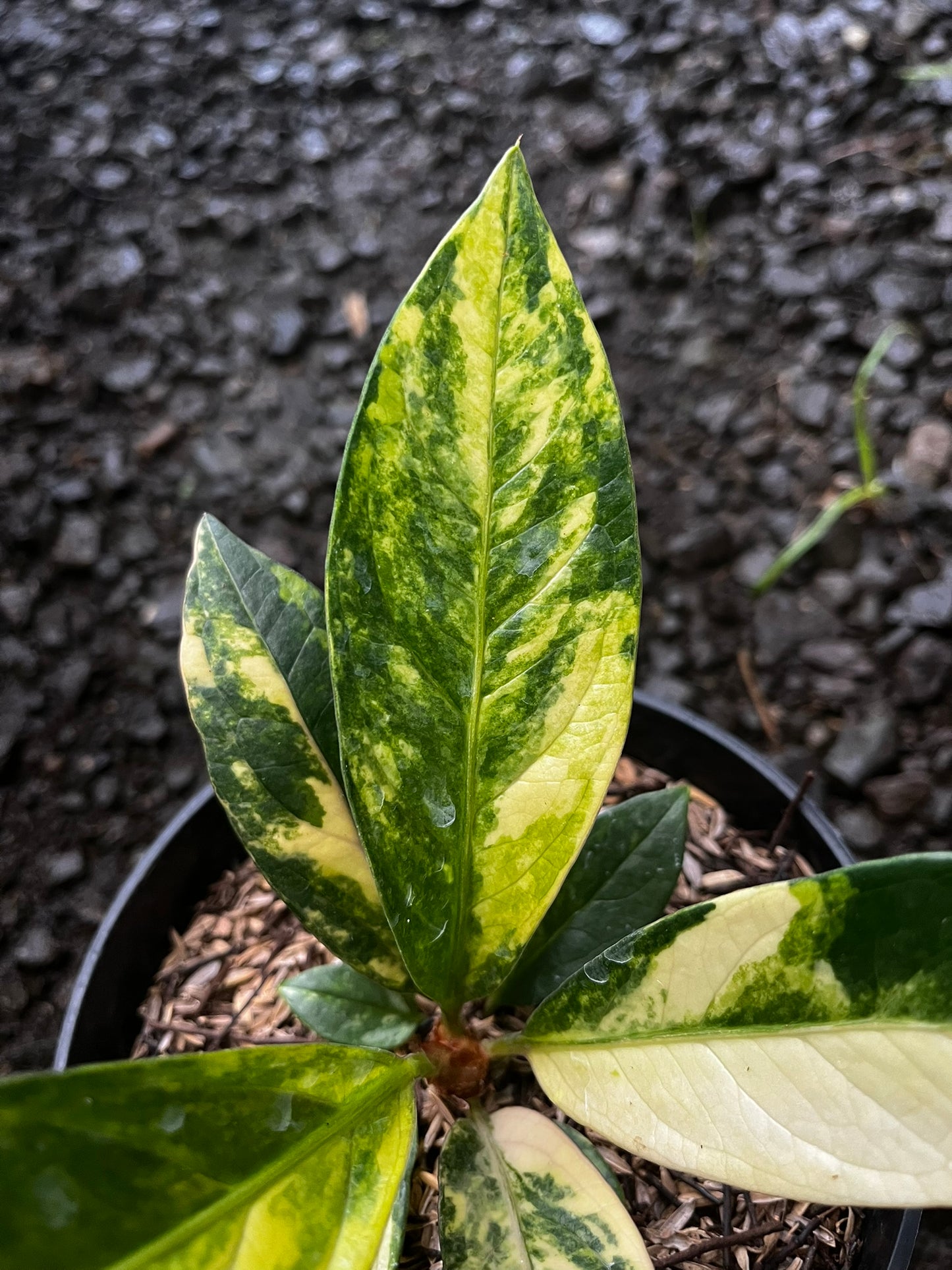 Anthurium Jemanii Variegated Small