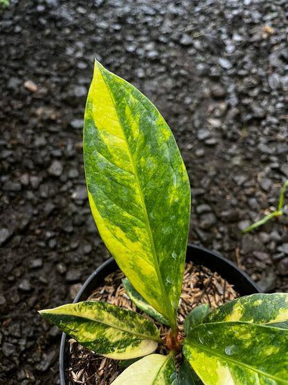 Anthurium Jemanii Variegated Small