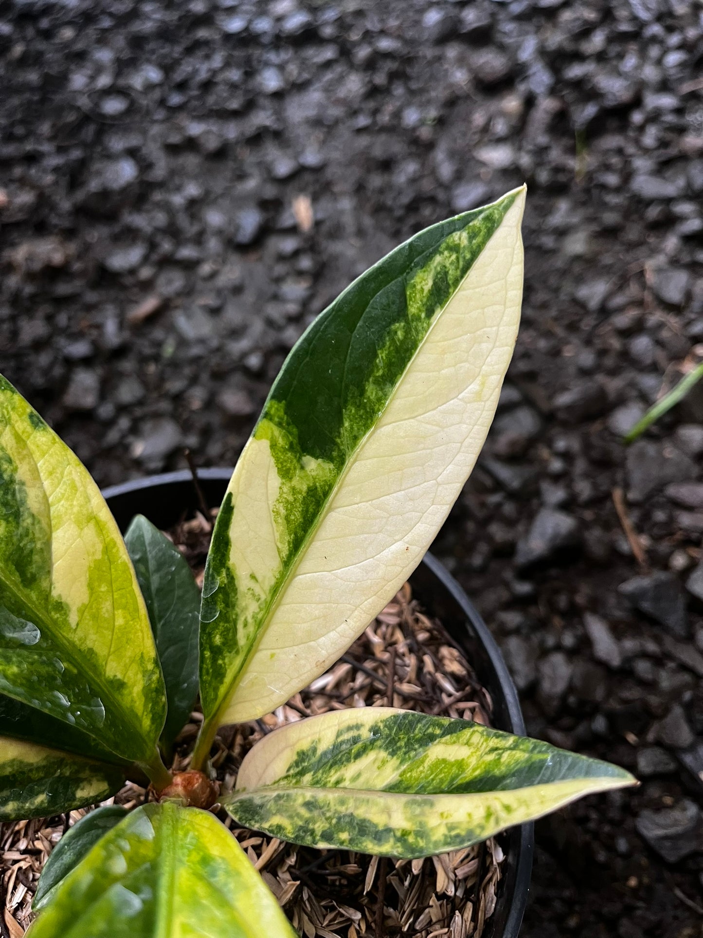 Anthurium Jemanii Variegated Small
