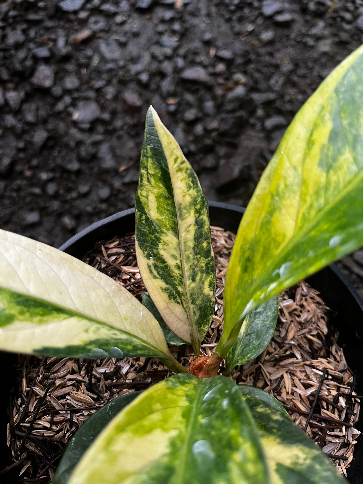 Anthurium Jemanii Variegated Small