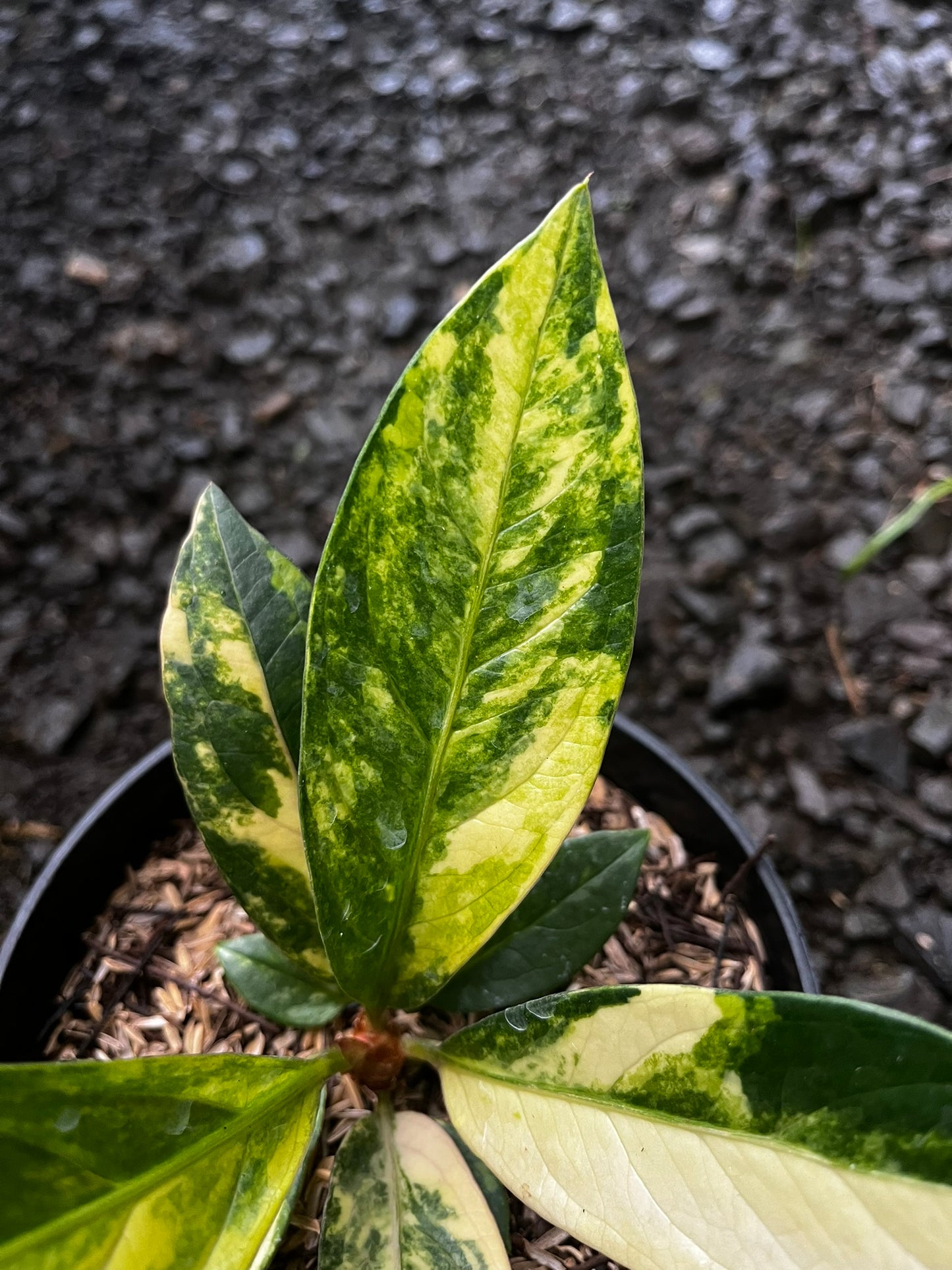 Anthurium Jemanii Variegated Small