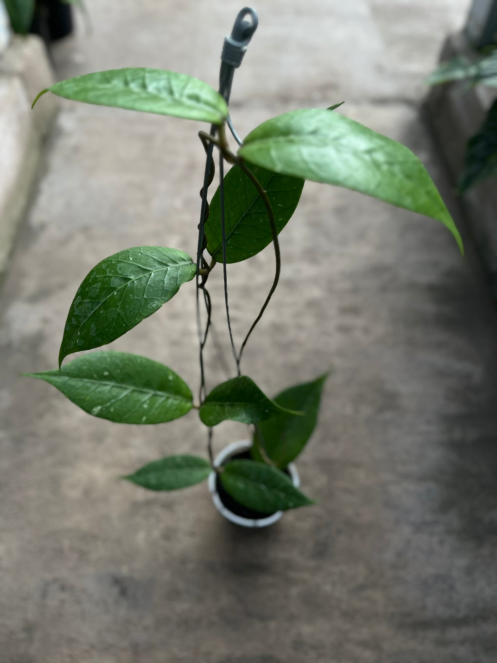 Hoya Rikit Musara