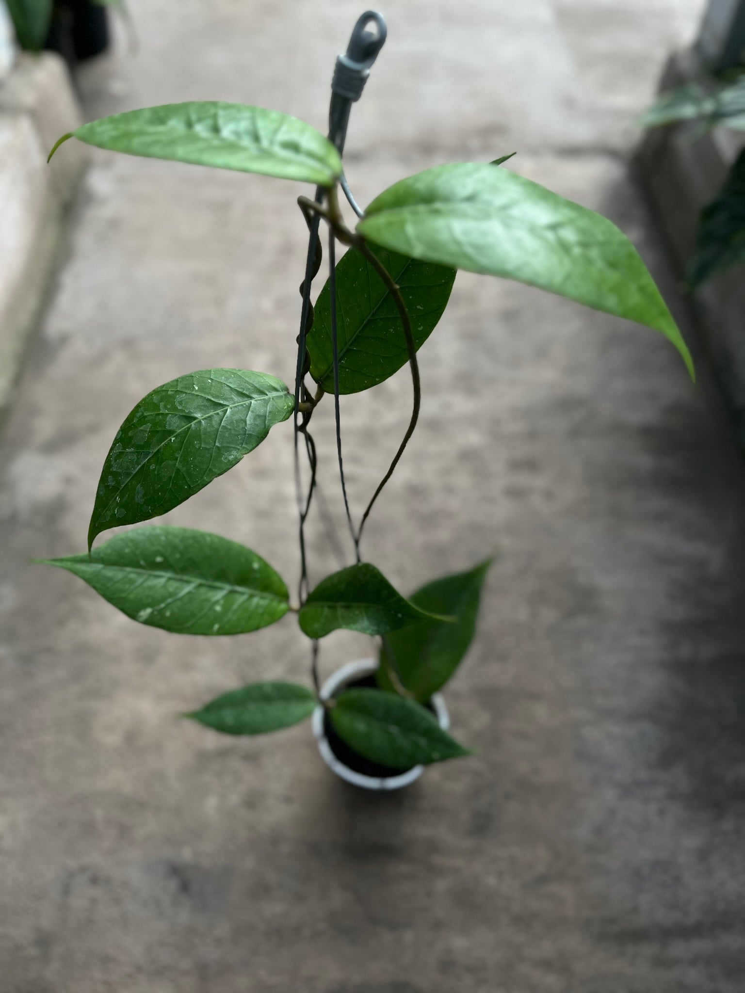Hoya Rikit Musara