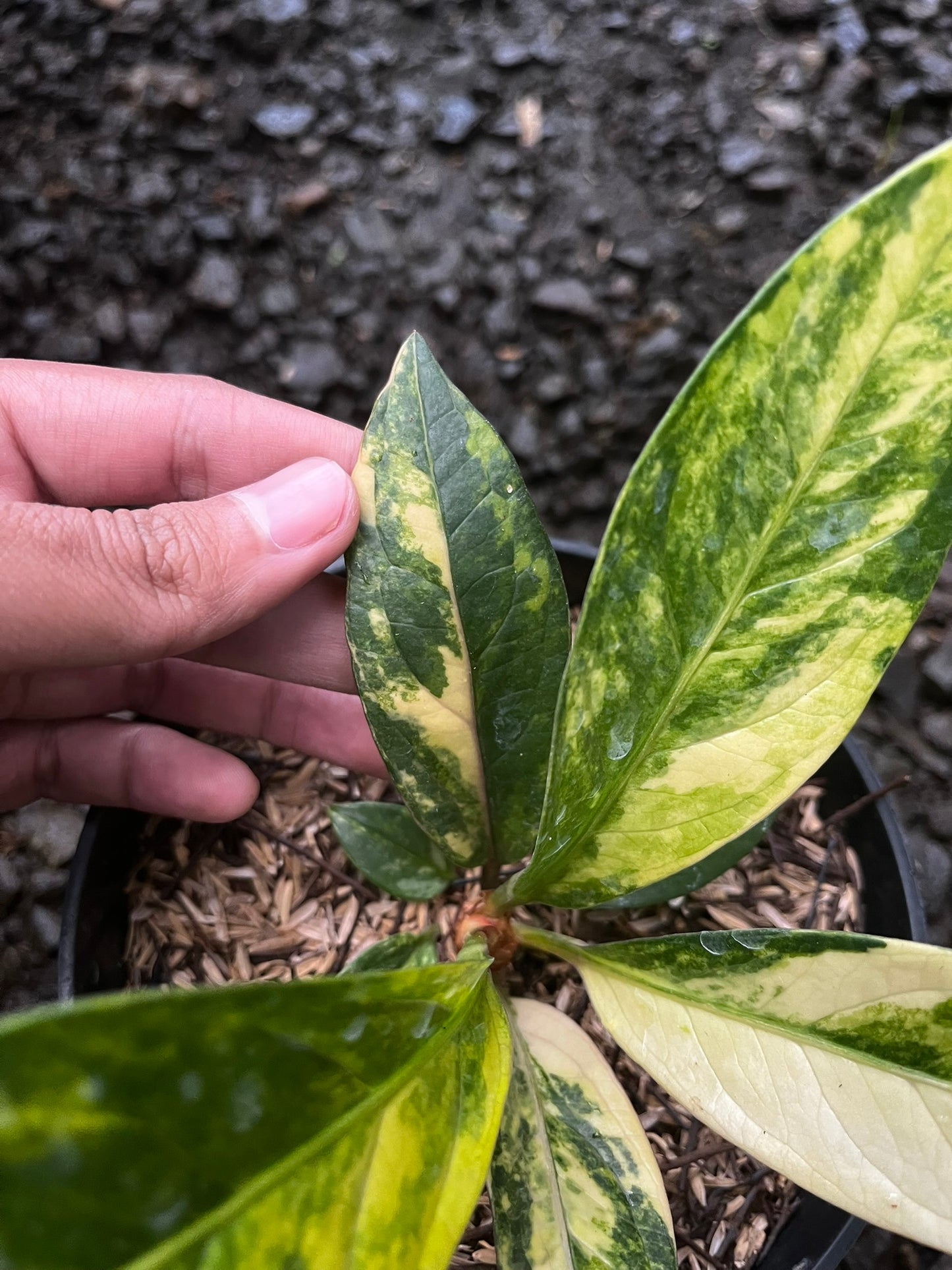 Anthurium Jemanii Variegated Small